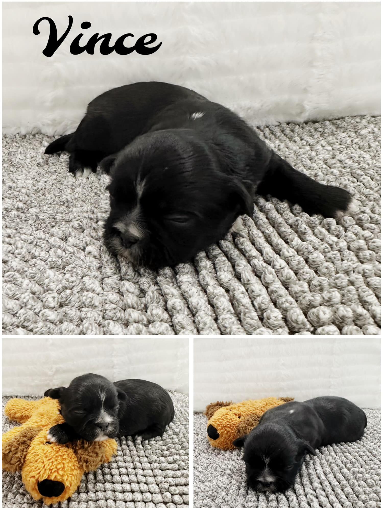 Shih Tzu puppies for SALE
