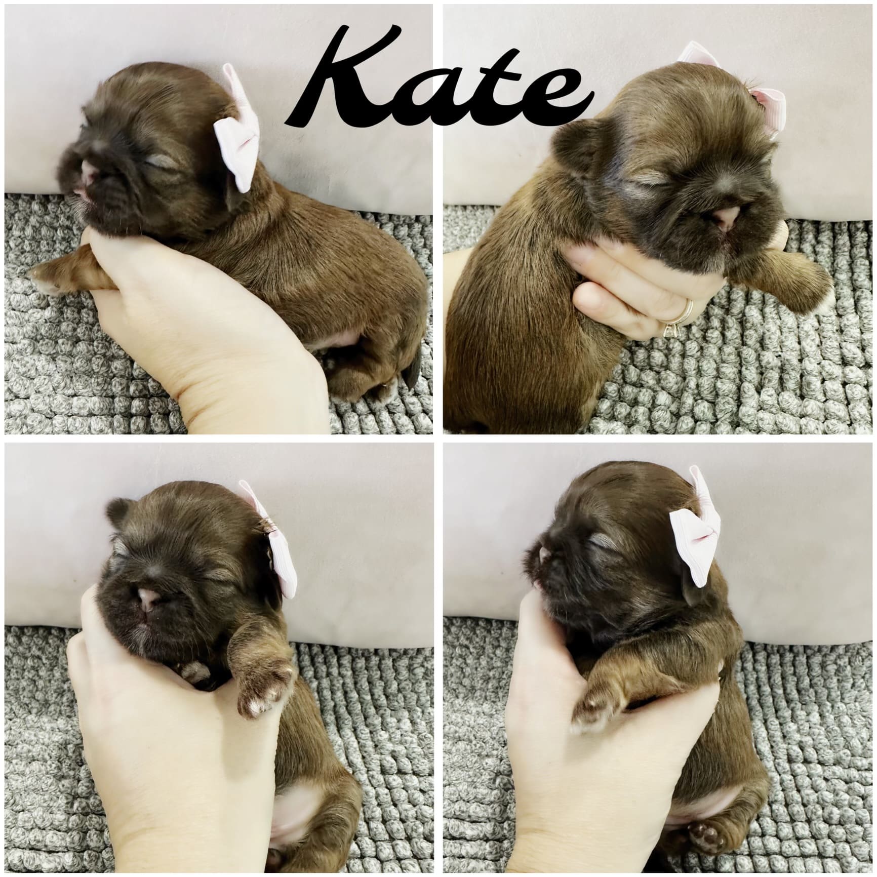 Shih Tzu puppies for SALE