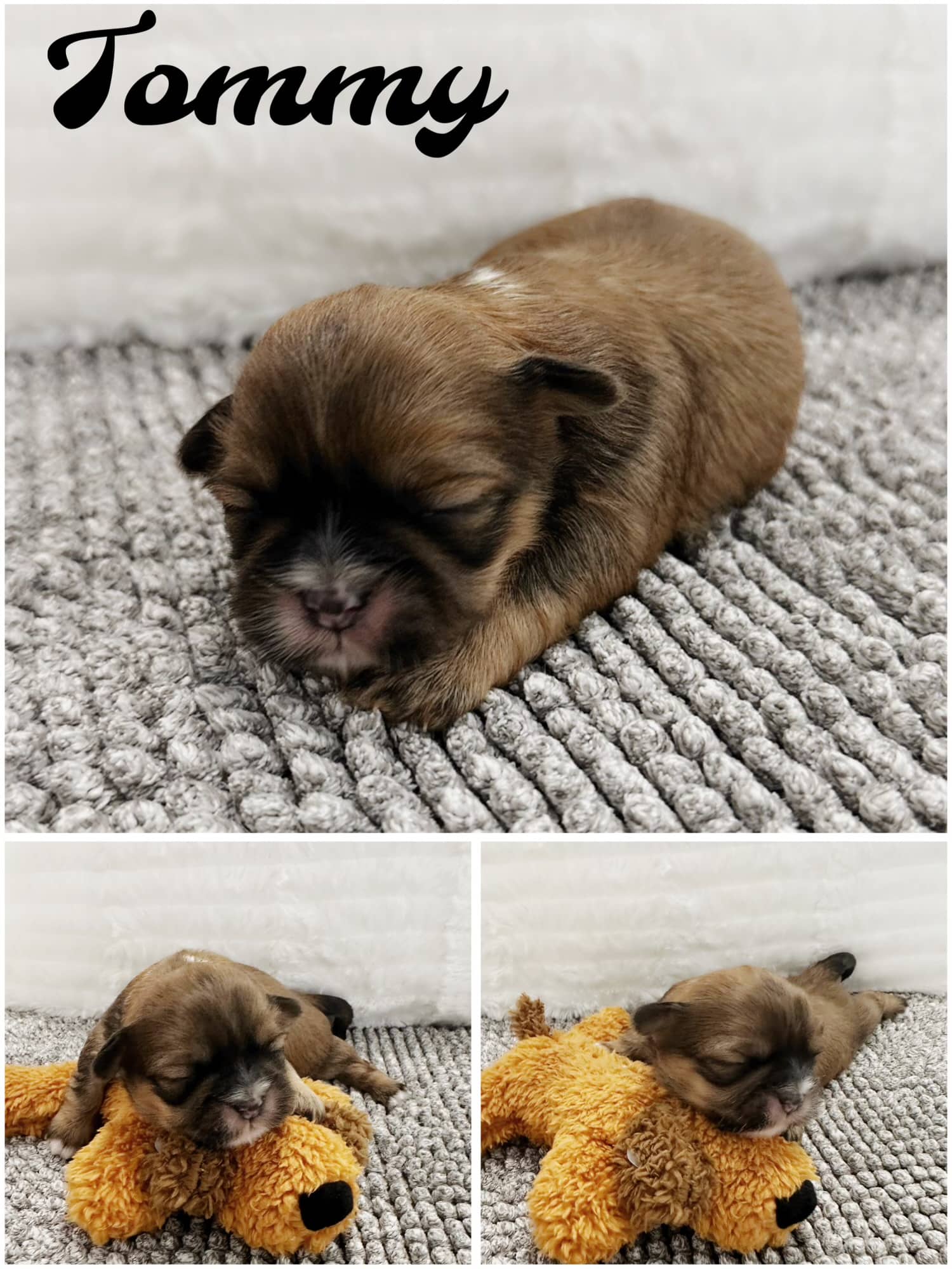 Shih Tzu puppies for SALE