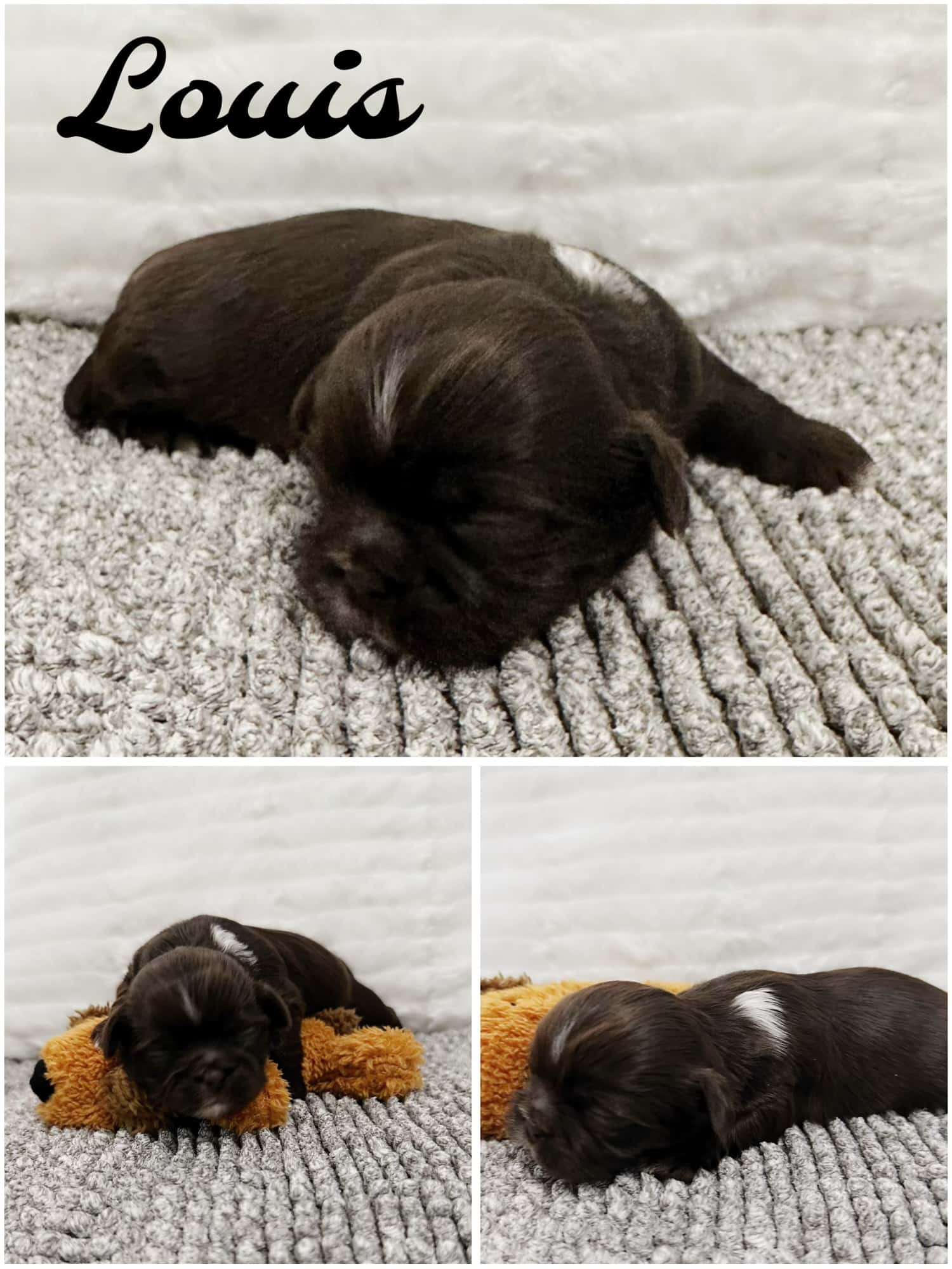 Shih Tzu puppies for SALE