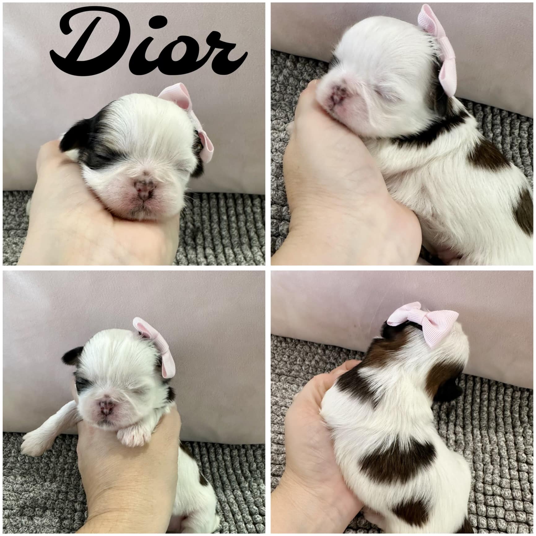 Shih Tzu puppies for SALE