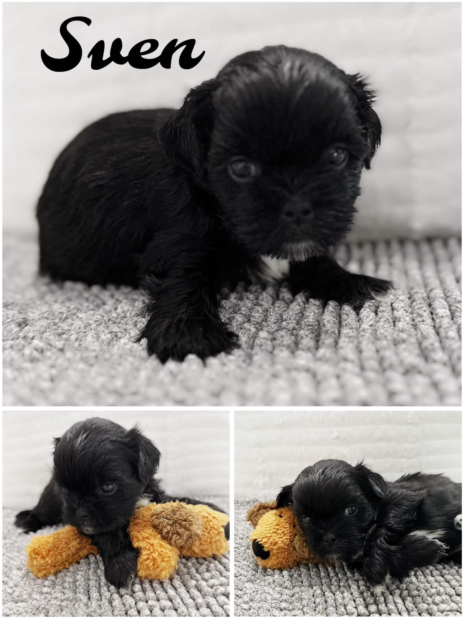 Black Shih Tzu puppies for sale