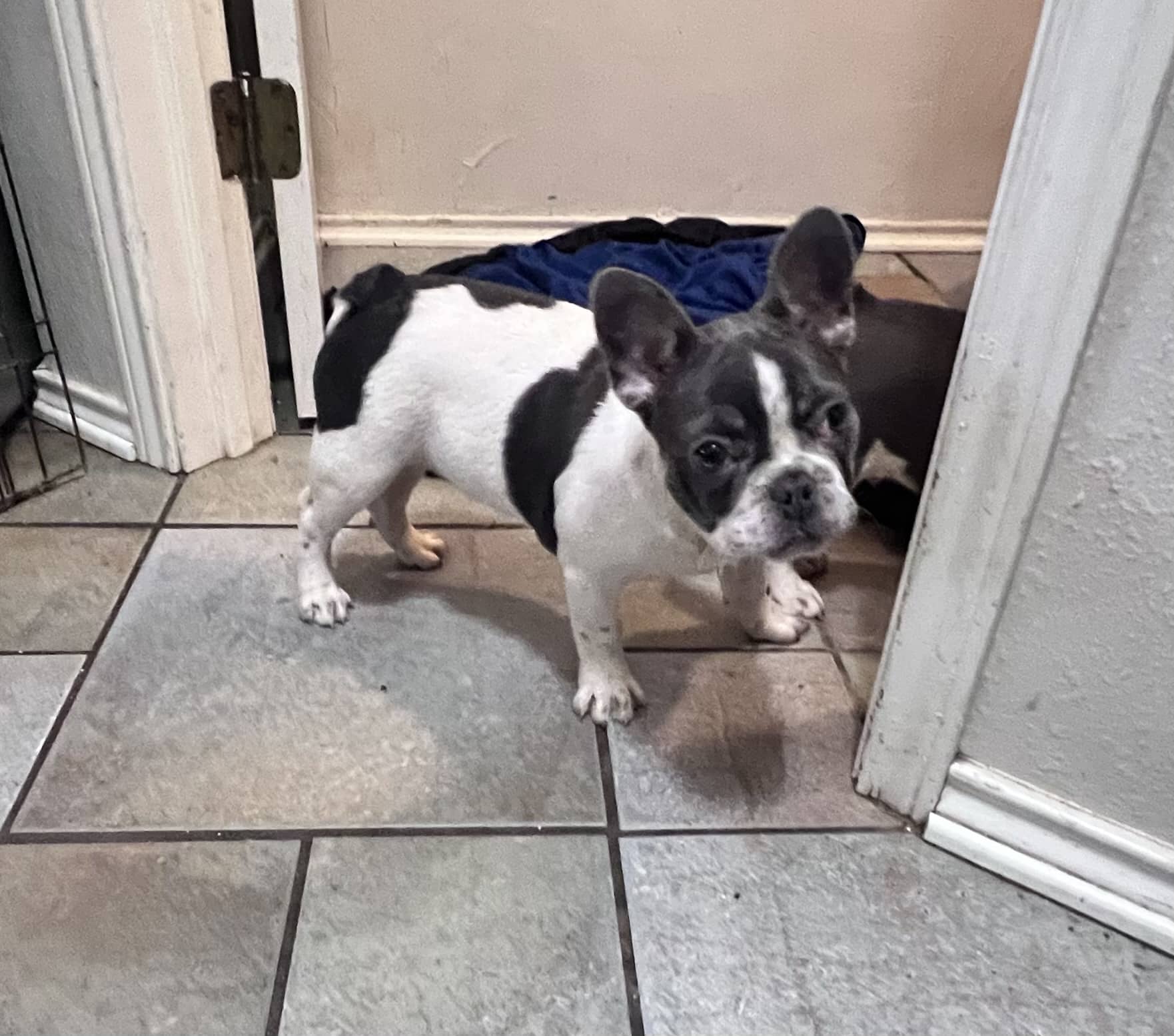 Adorable blue tri pied male frenchie ppuppy