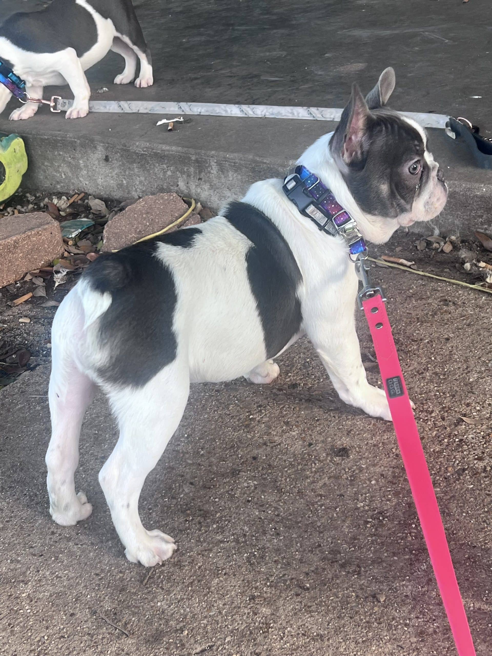 Adorable blue tri pied male frenchie ppuppy