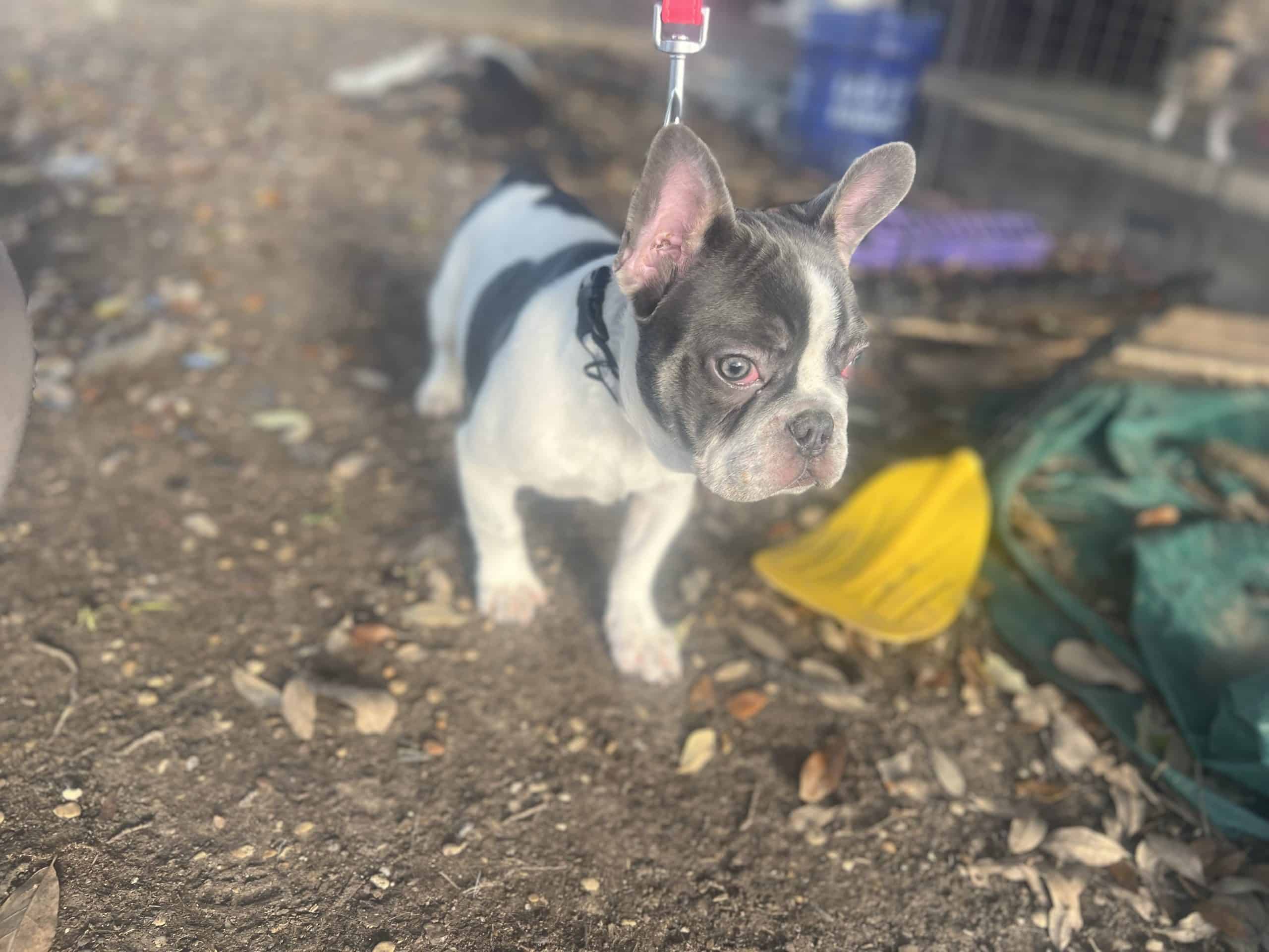 Adorable blue tri pied male frenchie ppuppy
