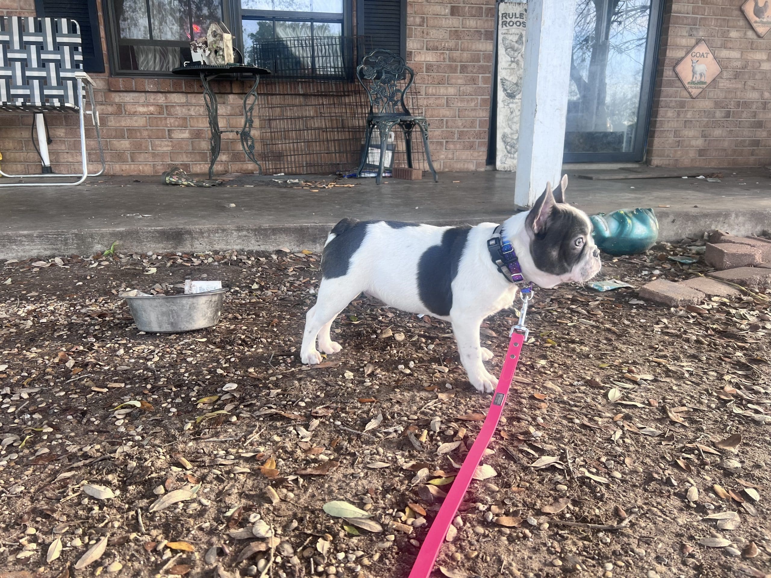 Adorable blue tri pied male frenchie ppuppy
