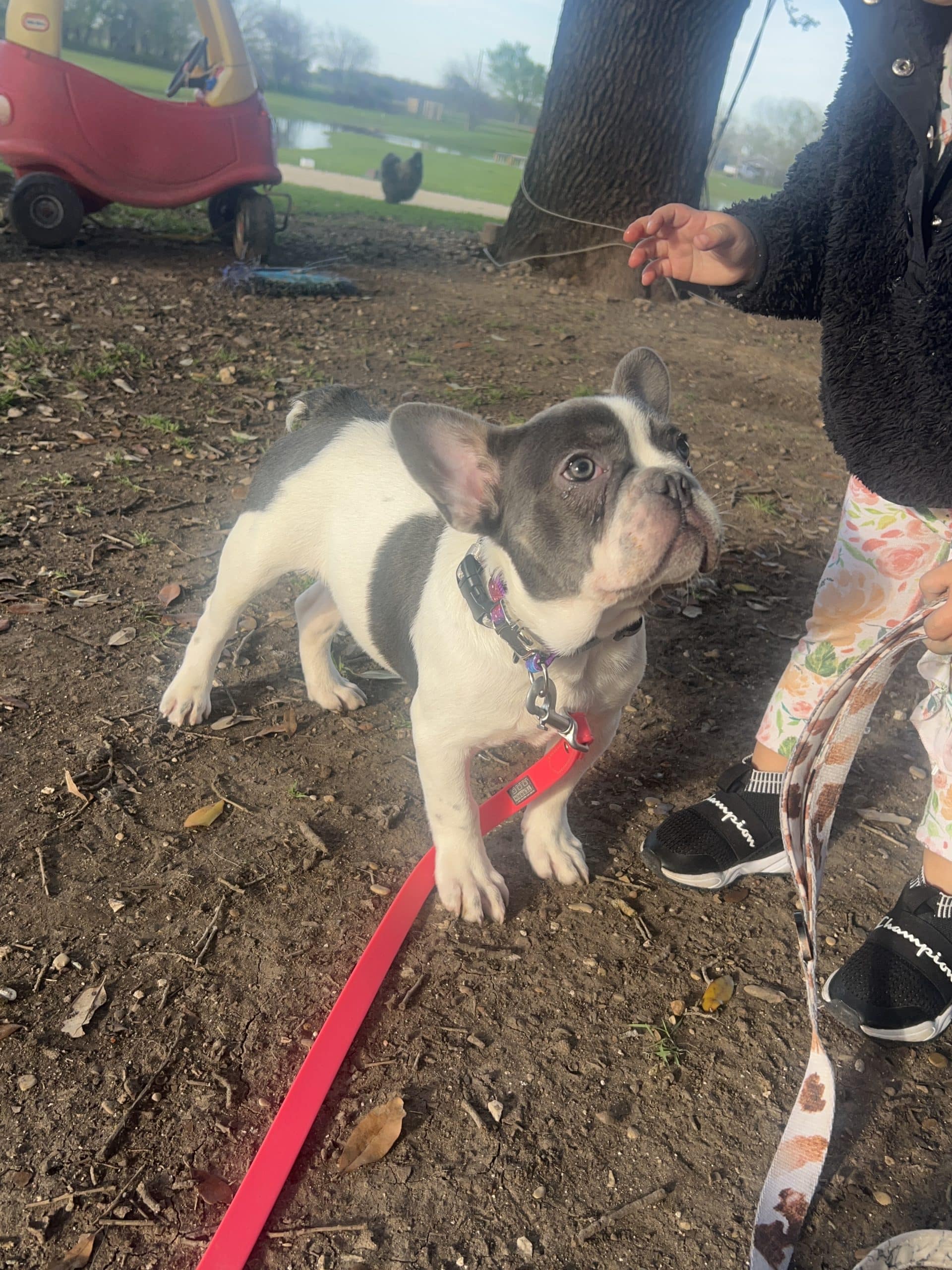 Adorable blue tri pied male frenchie ppuppy
