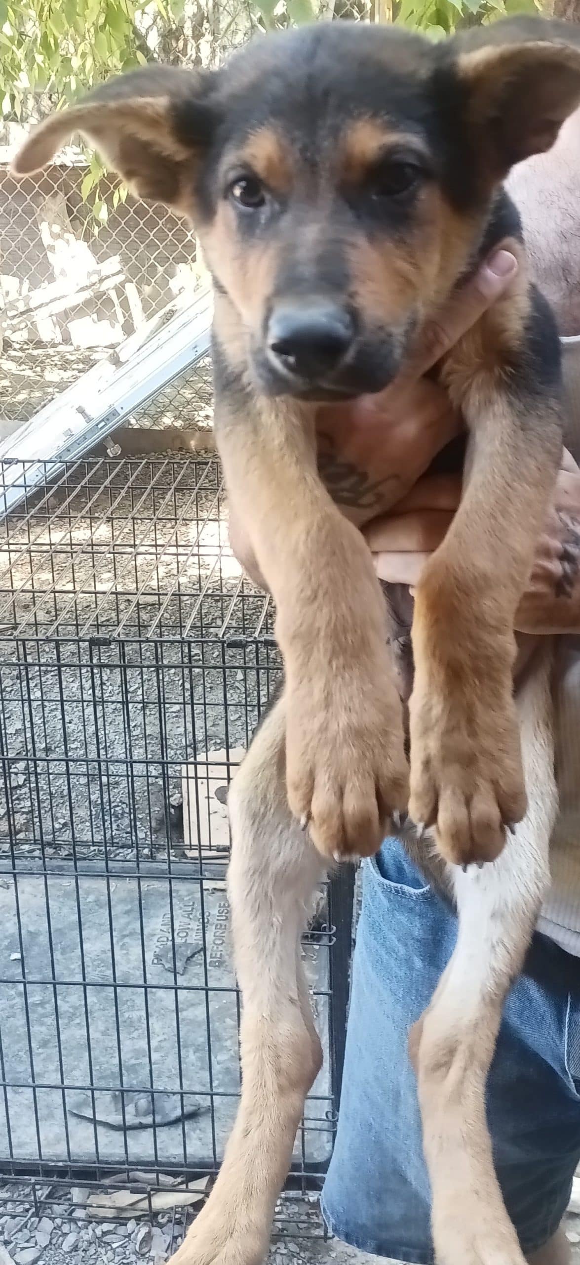 AKC registered German Shepherd Puppies 11 weeks old has had 1set of vaccines dewormed twice vet certificate