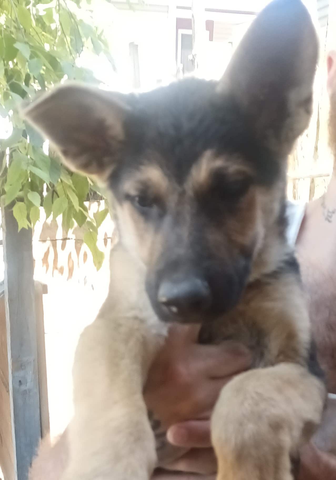 AKC registered German Shepherd Puppies 11 weeks old has had 1set of vaccines dewormed twice vet certificate