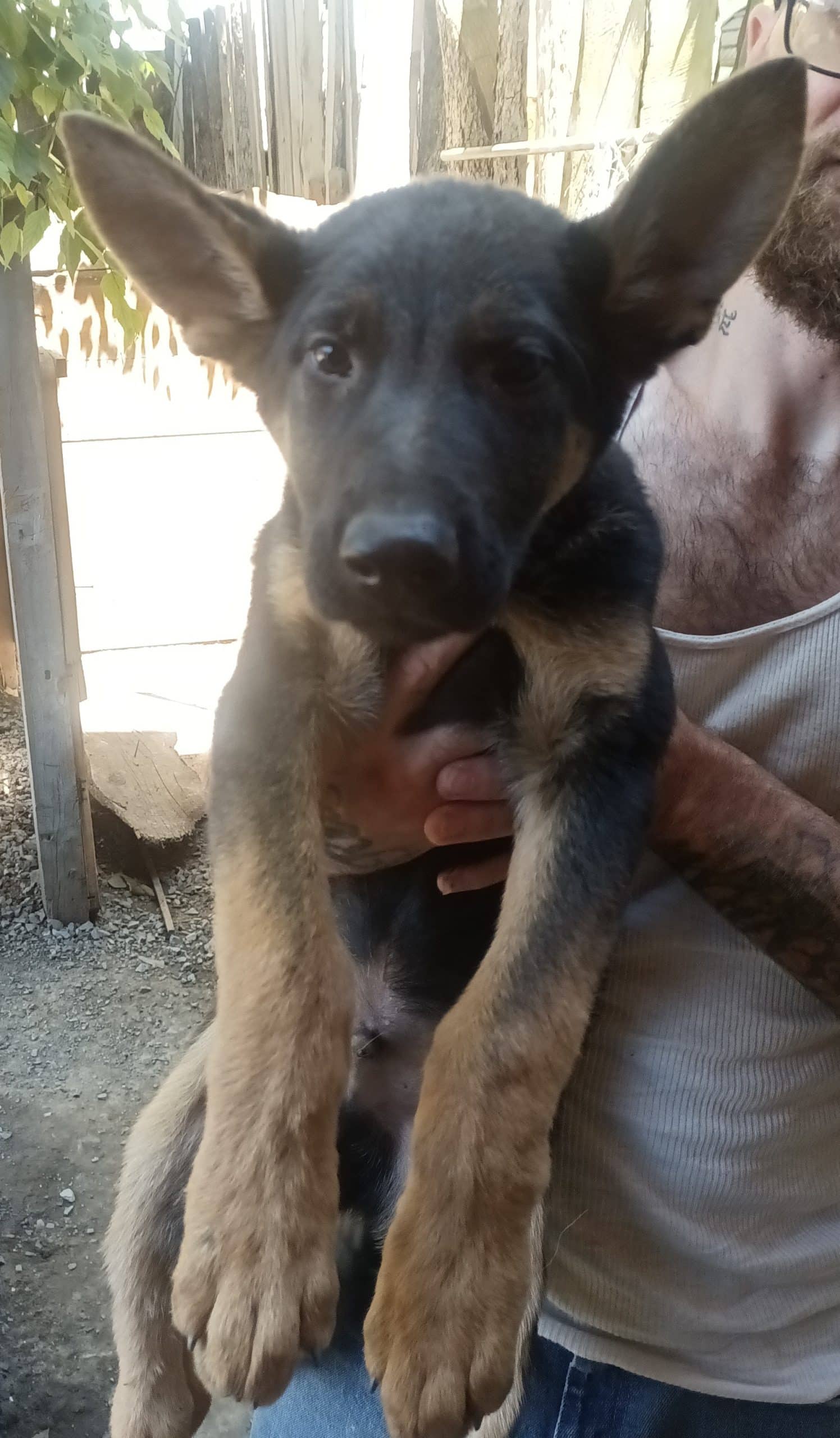 AKC registered German Shepherd Puppies 11 weeks old has had 1set of vaccines dewormed twice vet certificate