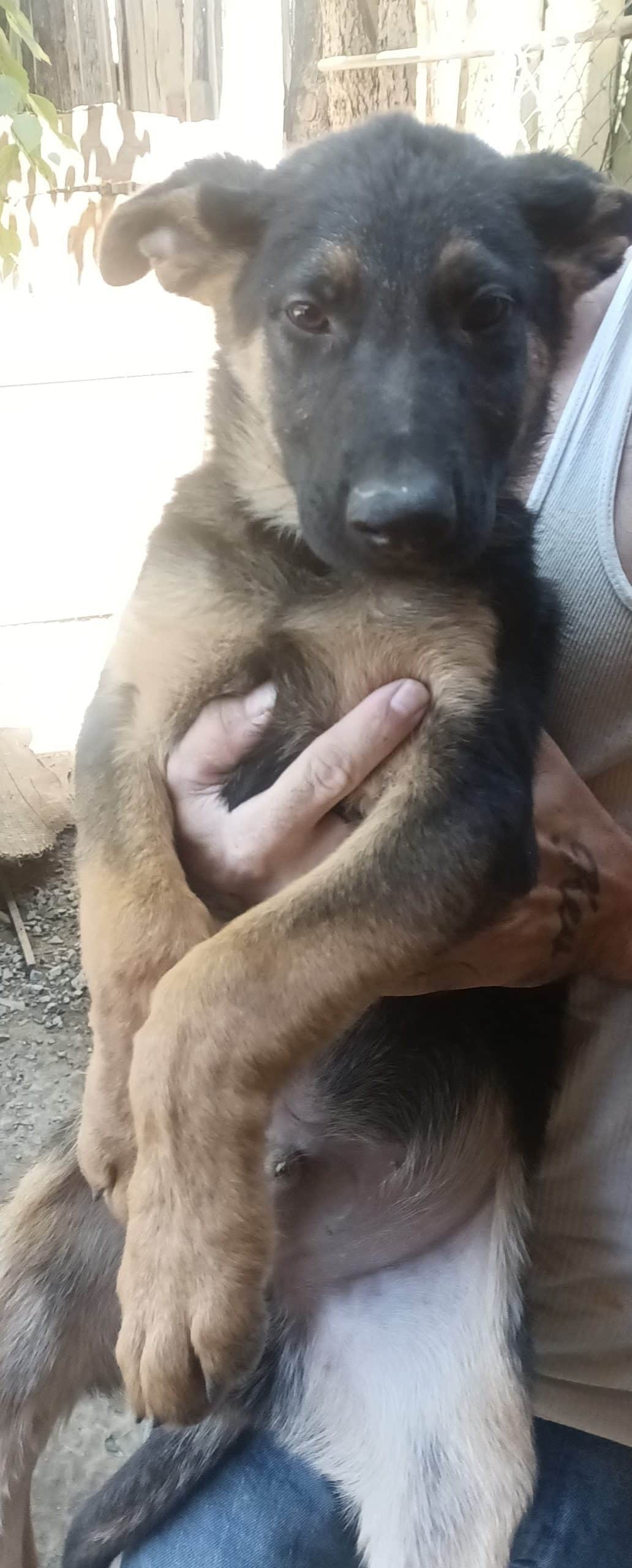 AKC registered German Shepherd Puppies 11 weeks old has had 1set of vaccines dewormed twice vet certificate