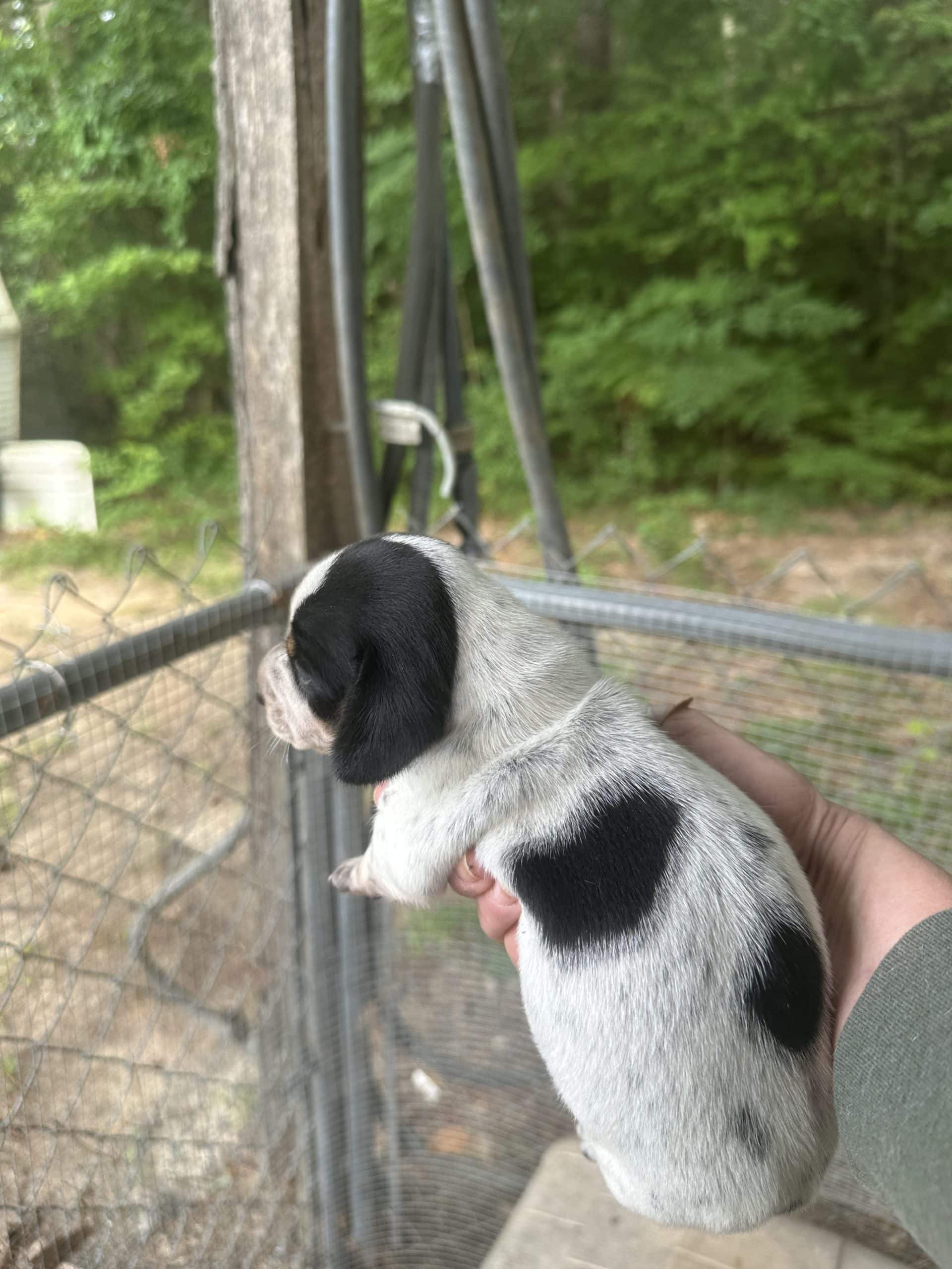 Mini dachshund