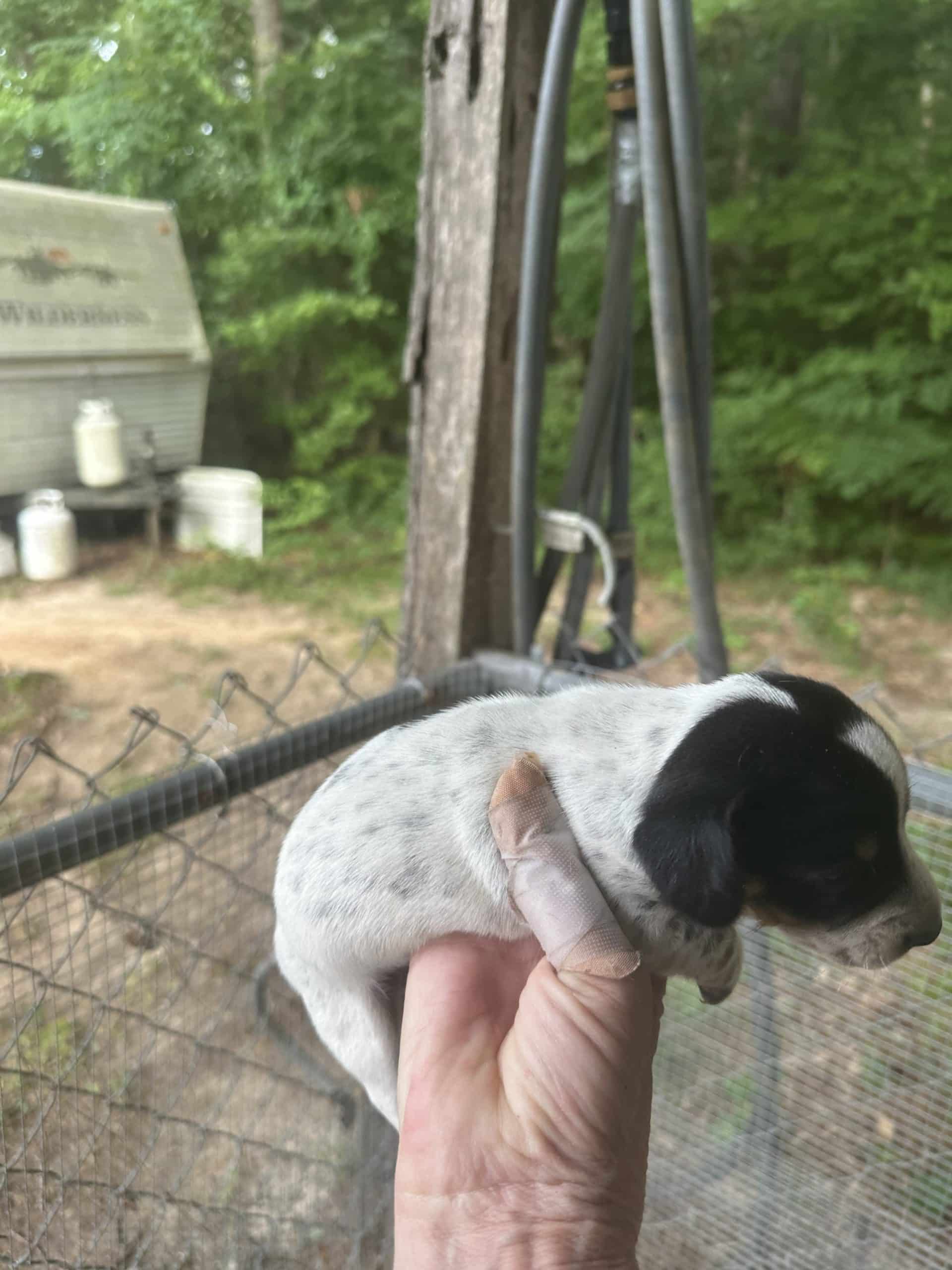 Mini dachshund