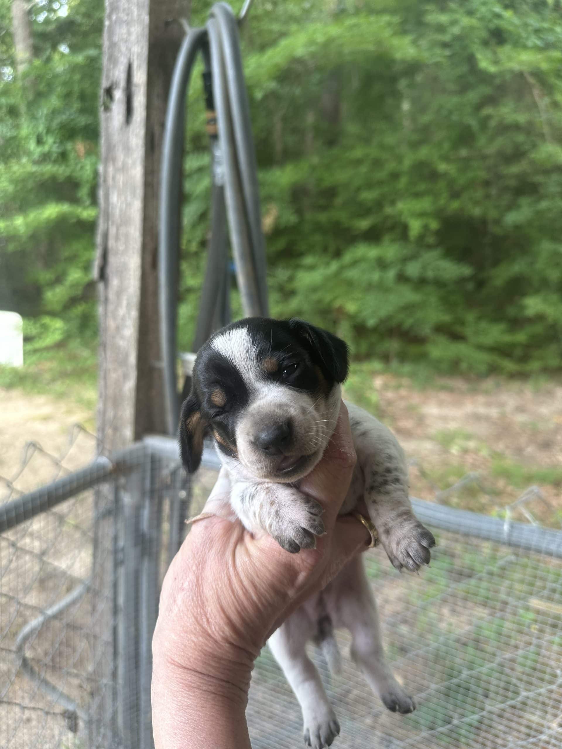 Mini dachshund