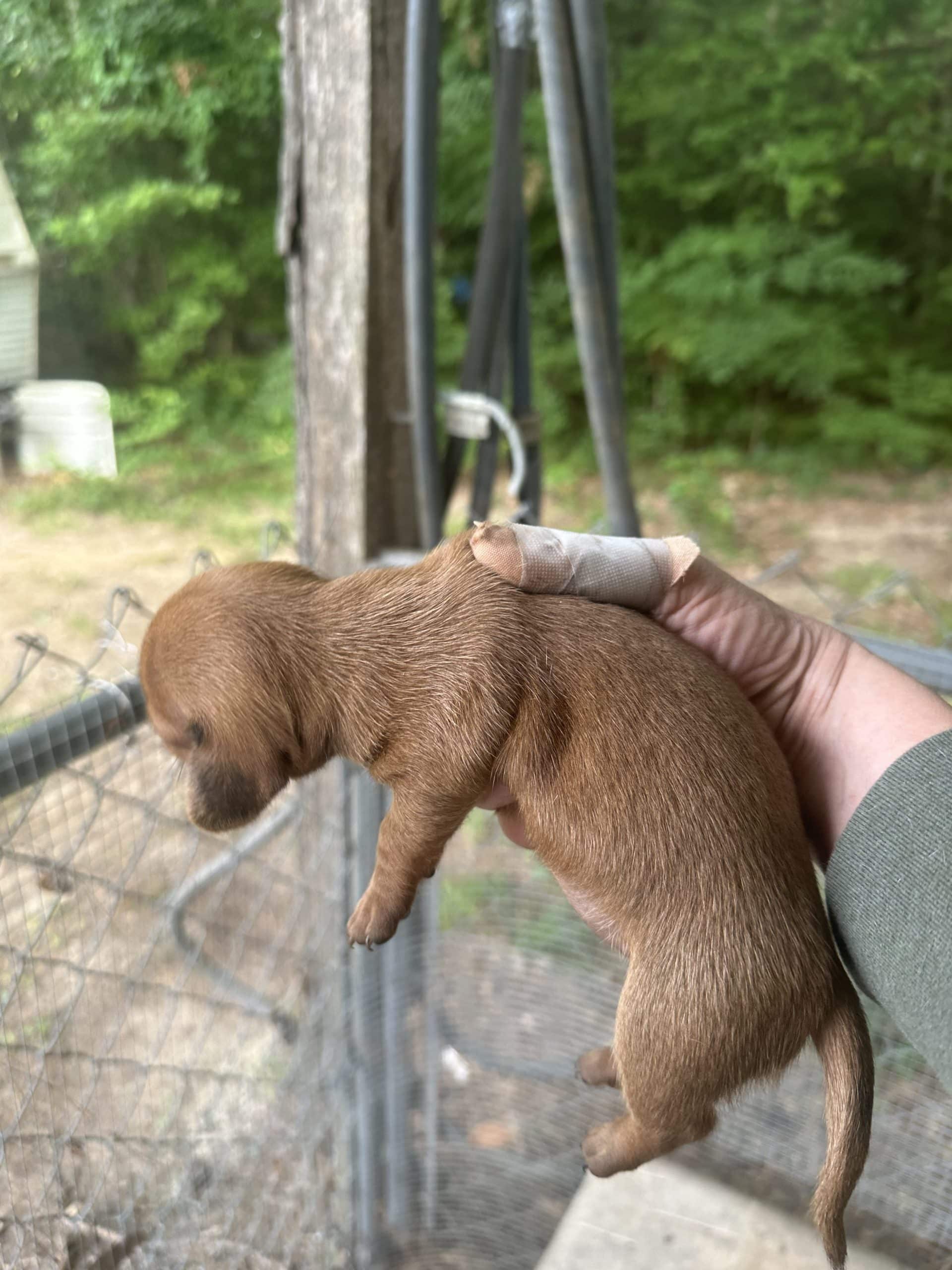 Mini dachshund