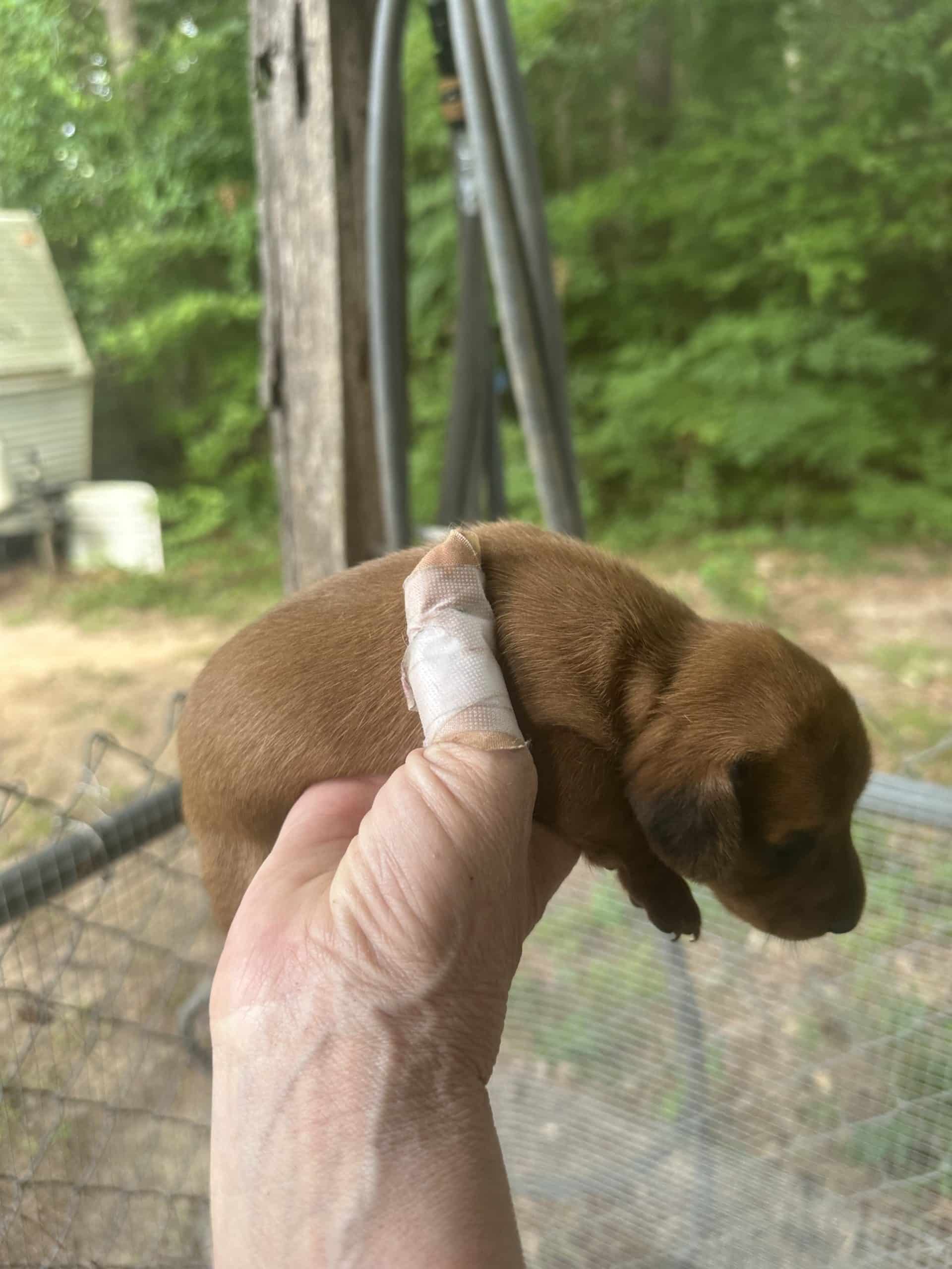 Mini dachshund
