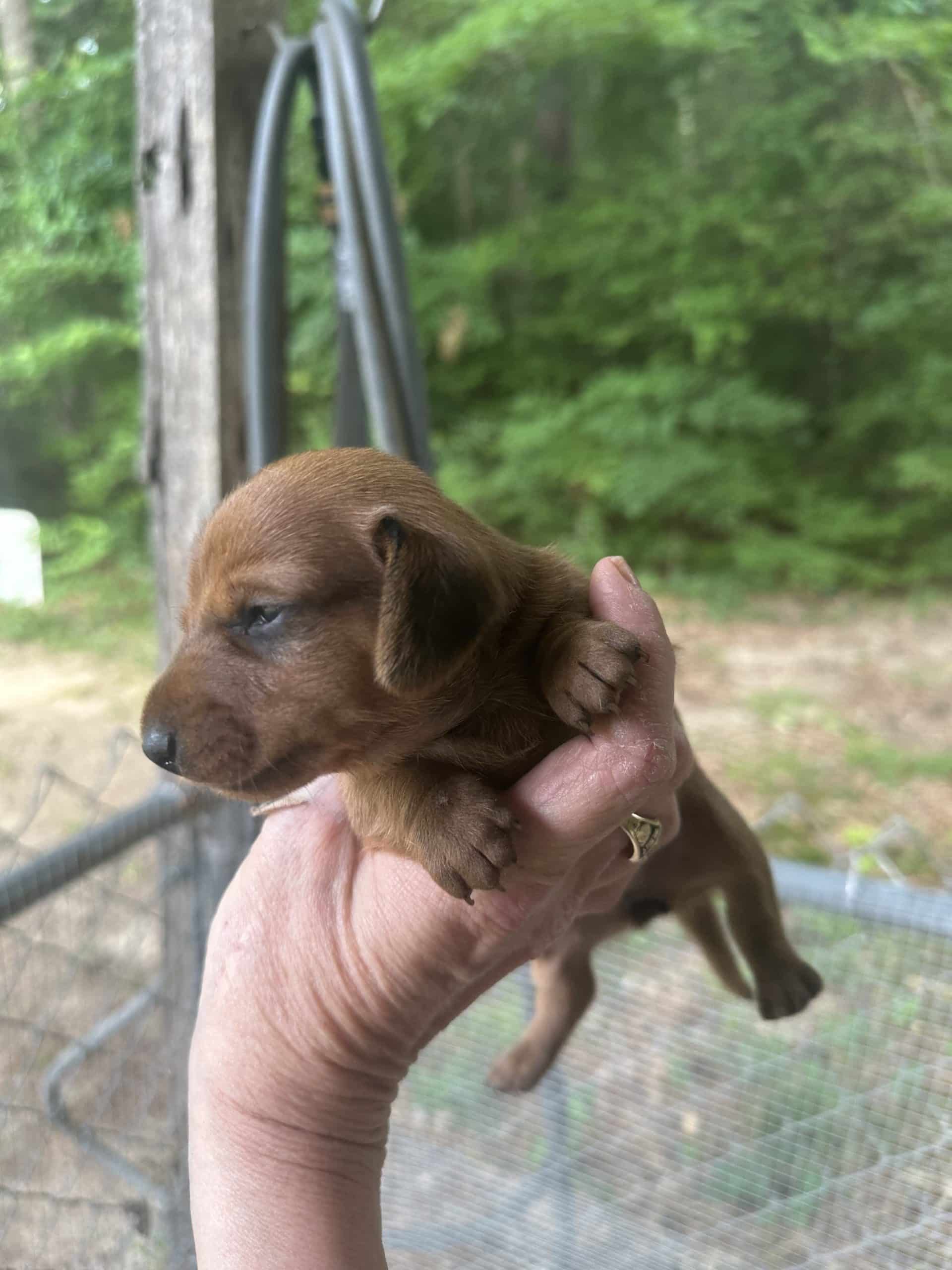 Mini dachshund