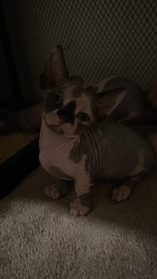 Adorable Bambino and Sphynx Kittens for Sale.