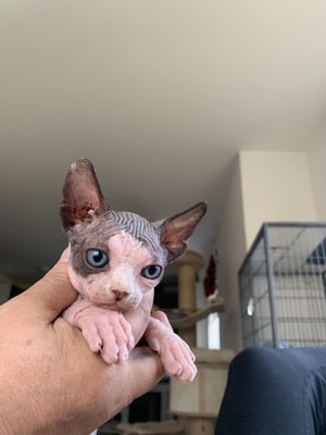 Adorable Bambino and Sphynx Kittens for Sale.