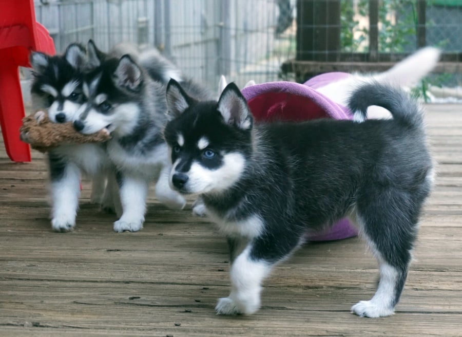 Adorable CKC Pomsky Puppies For Sale!