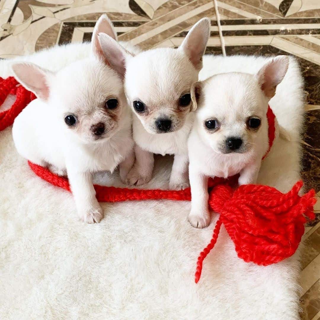 Meet Your New Best Friend: Adorable Teacup Chihuahua Puppies
