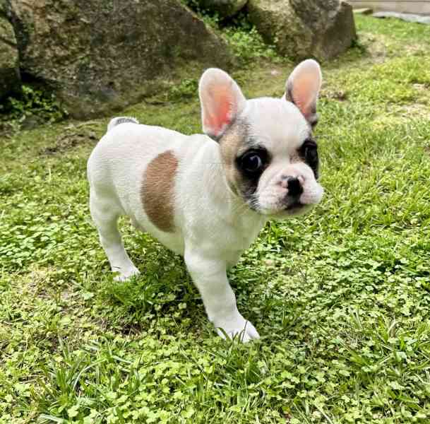 Pedigree Mini French bulldog puppies