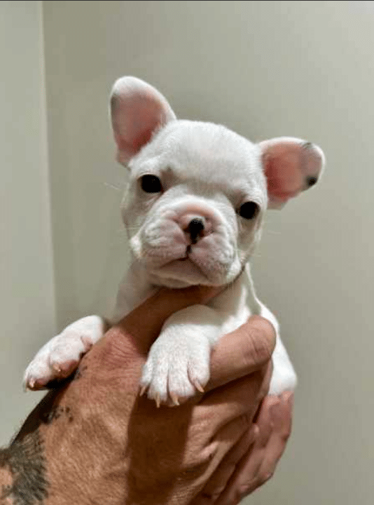Pedigree Mini French bulldog puppies