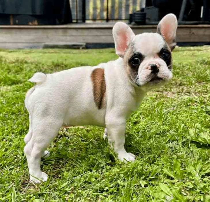 Pedigree Mini French bulldog puppies