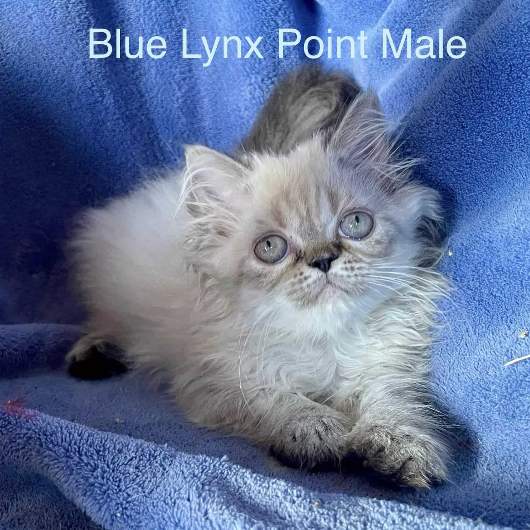 Persian and Himalayan Kittens