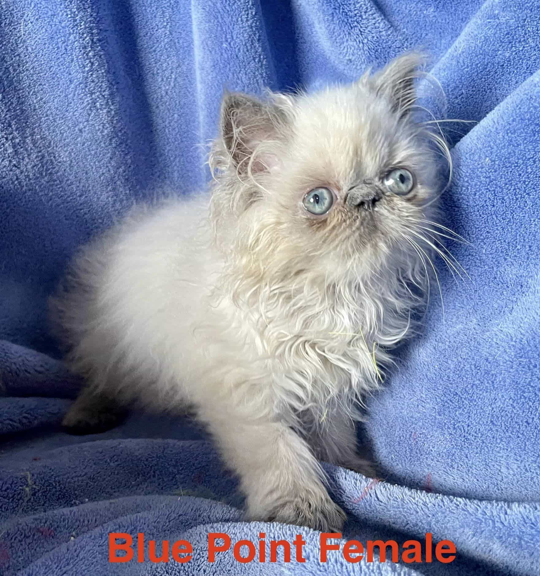 Persian and Himalayan Kittens