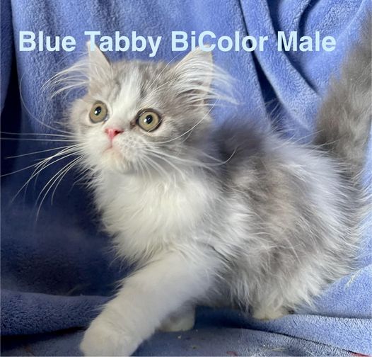 Persian and Himalayan Kittens