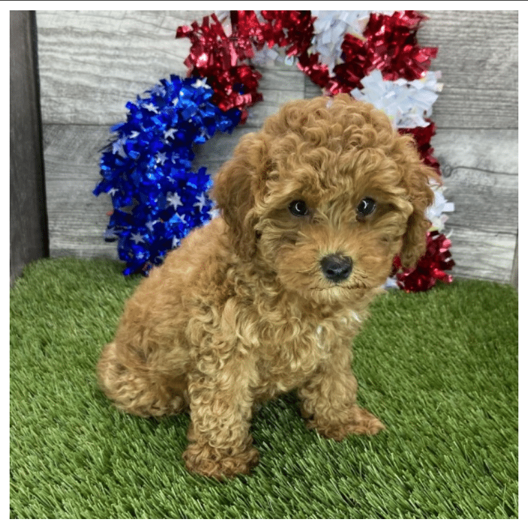 Toy Poodle puppies