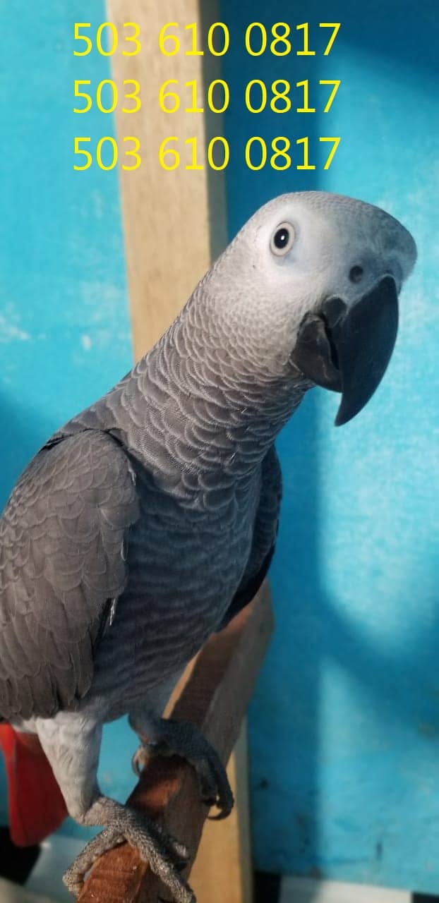 2 year old Female African Grey Parrot For Adoption
