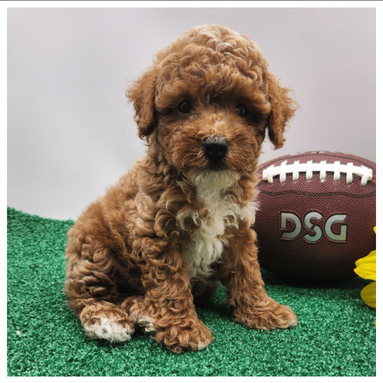 Toy Poodle puppies