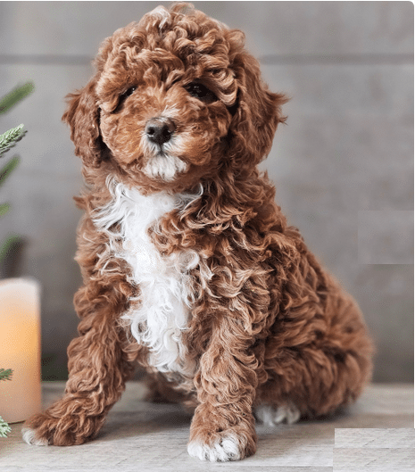 Toy Poodle puppies