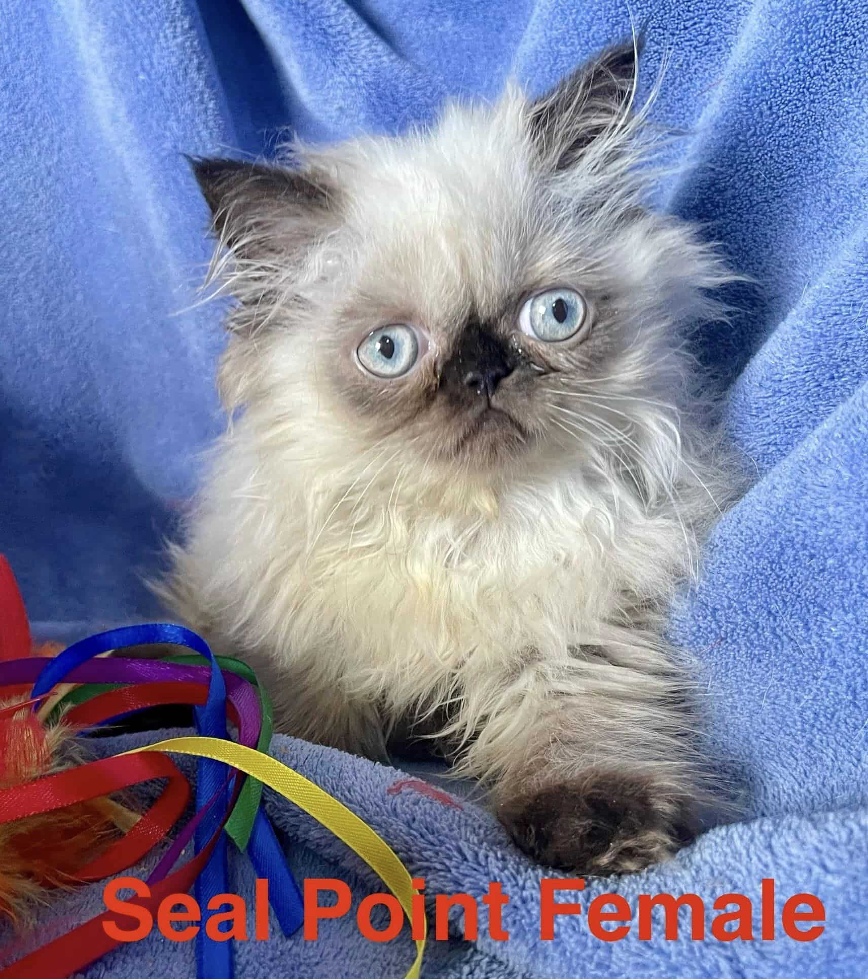 Persian and Himalayan Kittens