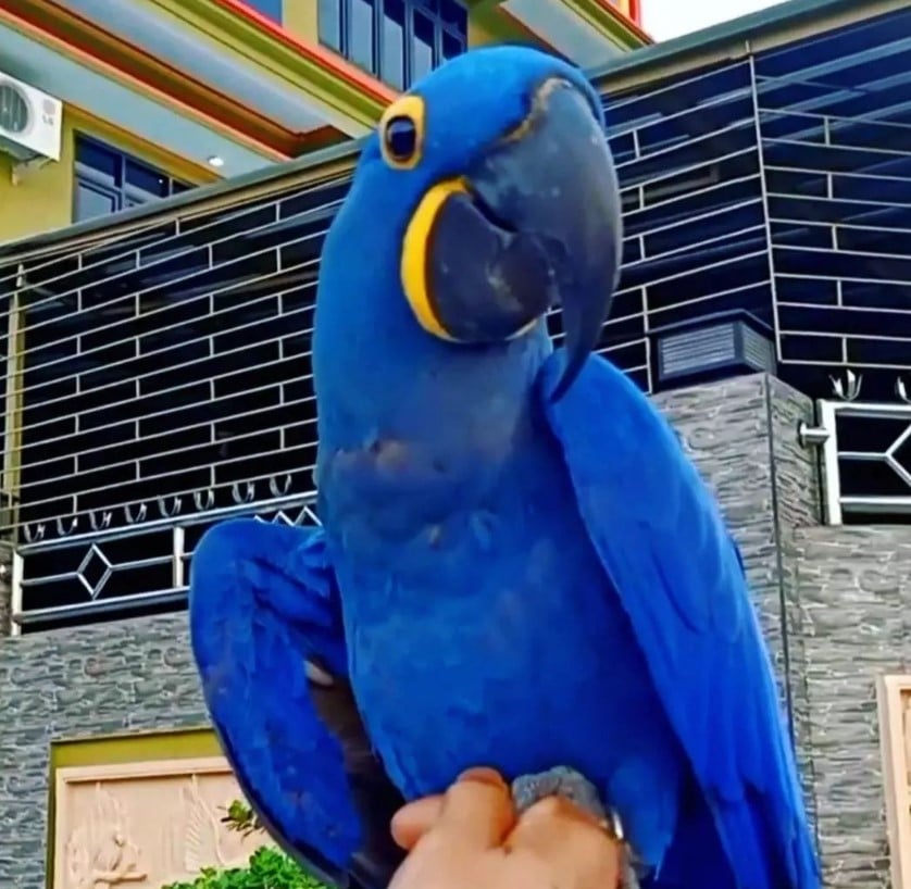 Socialized Parrots for Sale at ParrotsForSales