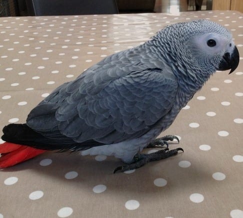 Socialized Parrots for Sale at ParrotsForSales