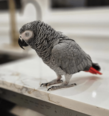 Socialized Parrots for Sale at ParrotsForSales