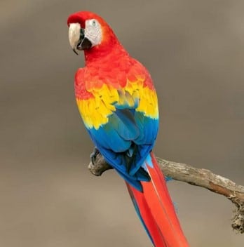 Socialized Parrots for Sale at ParrotsForSales