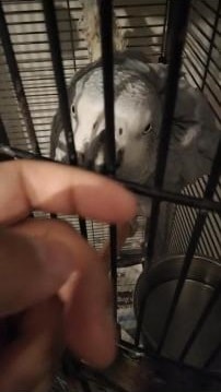2 year old Female African Grey Parrot For Adoption