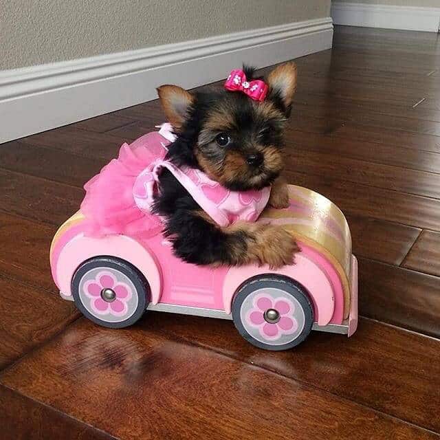 sweet teacup yorkie puppies