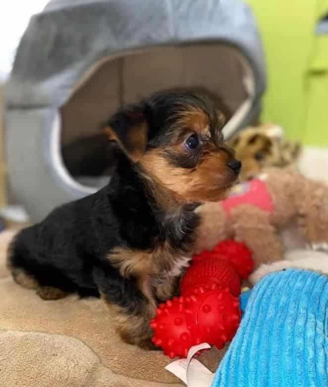 Adorable teacup yorkie puppies for sale