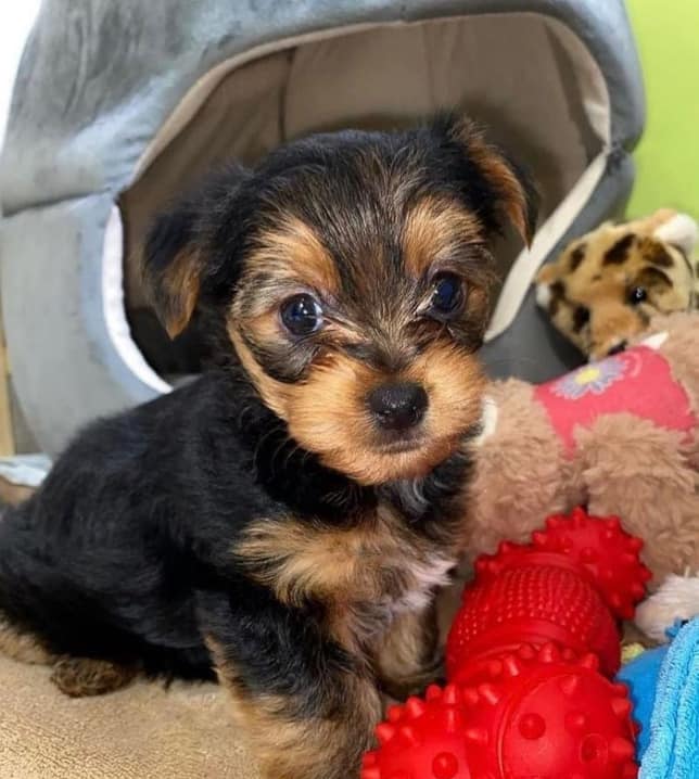 adorable teacup yorkie puppies for sale