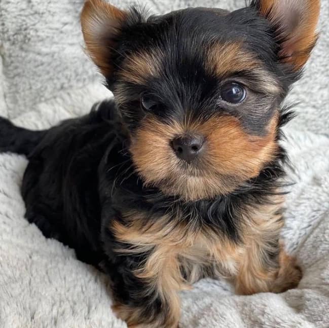 Cute teacup yorkie for sale