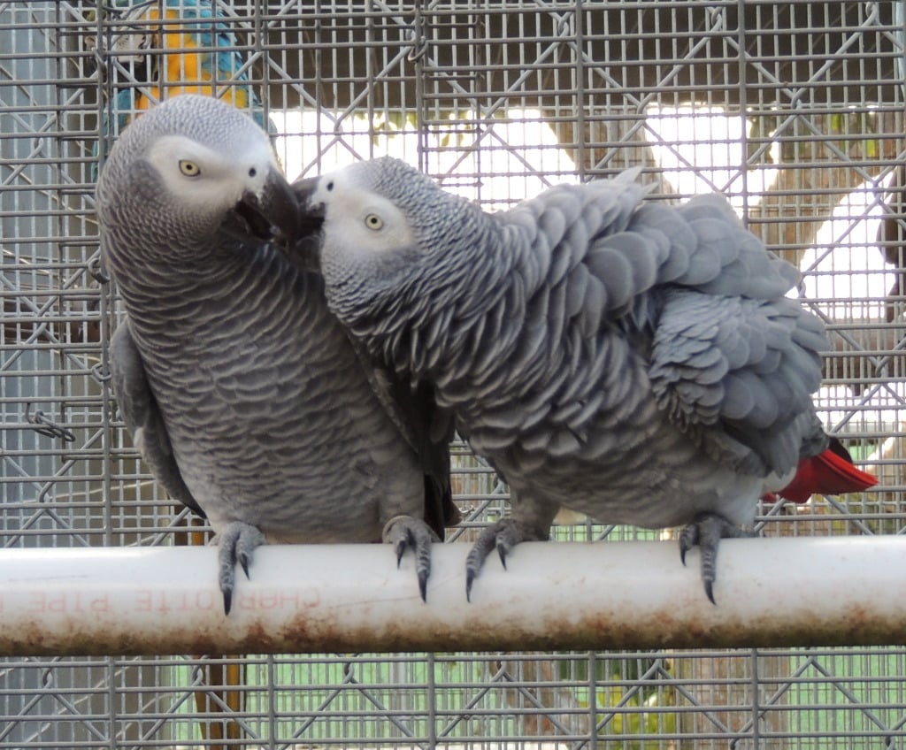 Buy African Grey Parrots with shipping USA