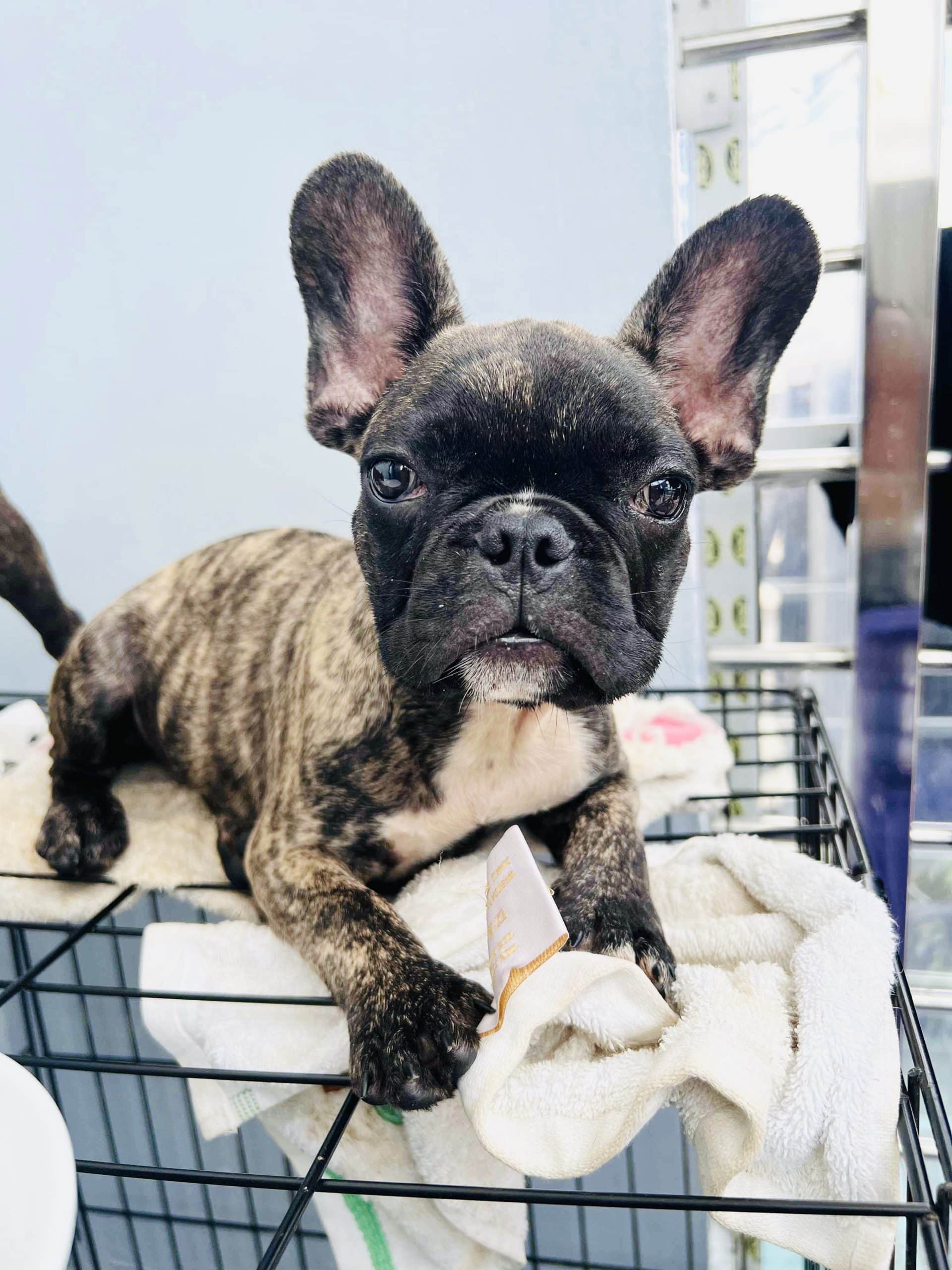 French bulldog puppies for sale
