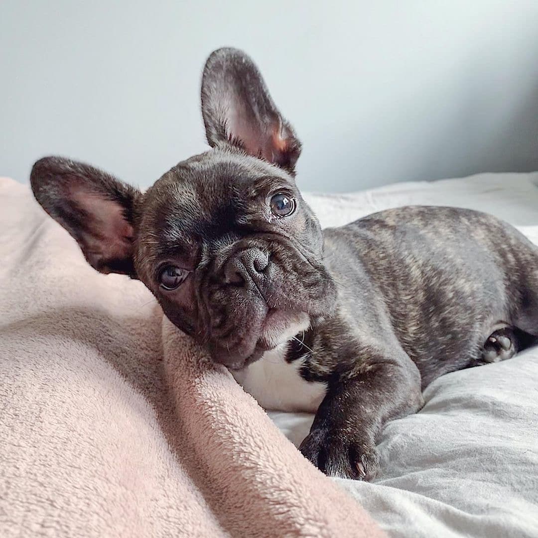 French bulldog puppies for sale