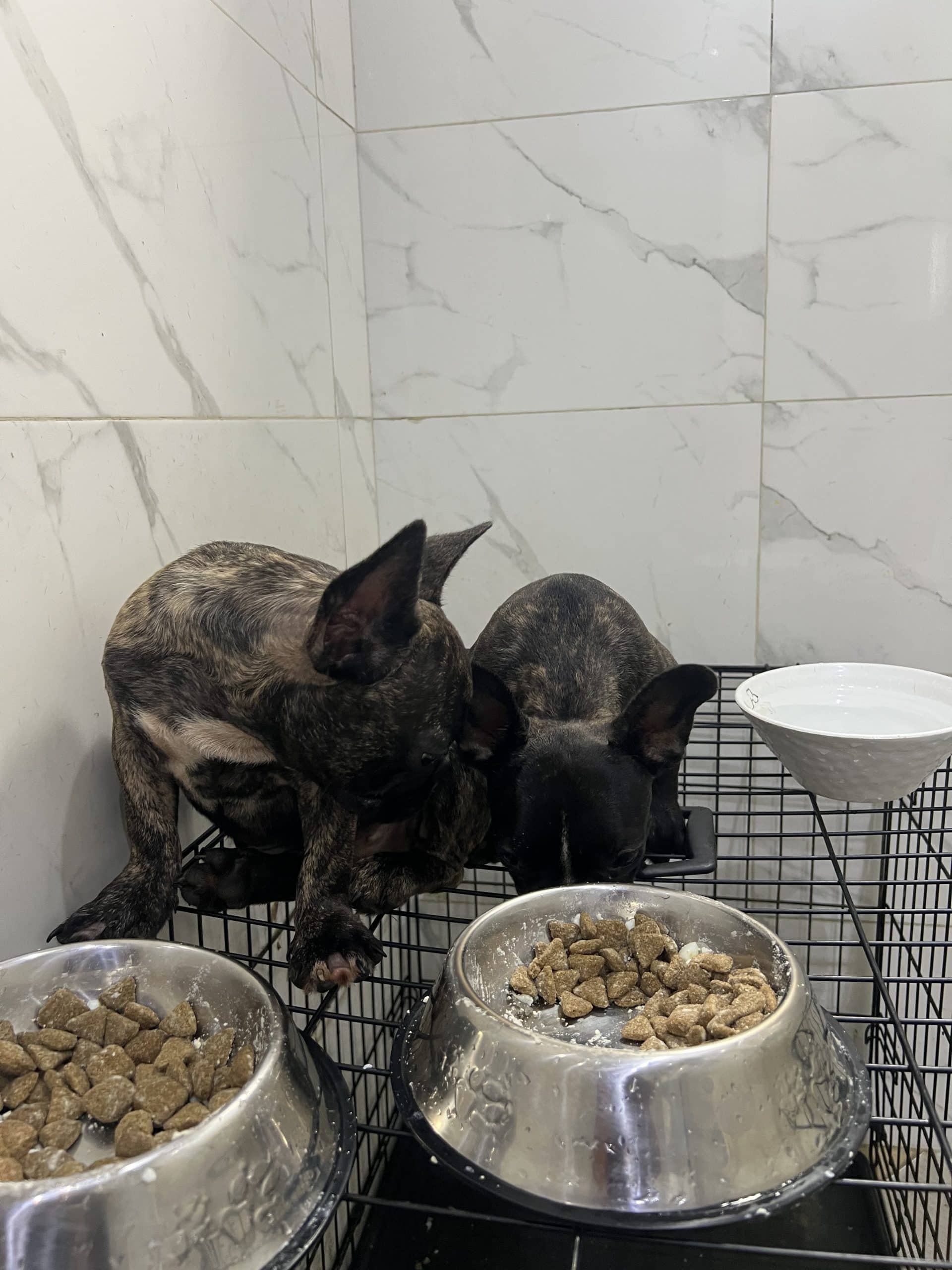 French bulldog puppies for sale