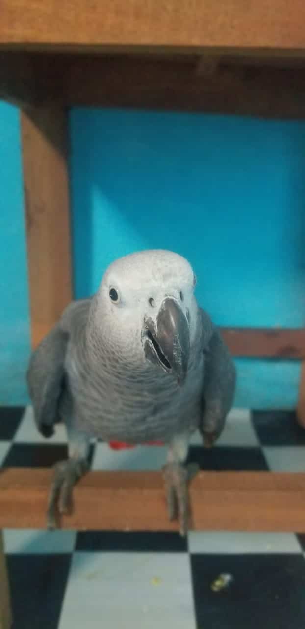 Hand Reared Female African Grey Parrot